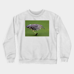 Juvenile Black-crowned Night Heron Crewneck Sweatshirt